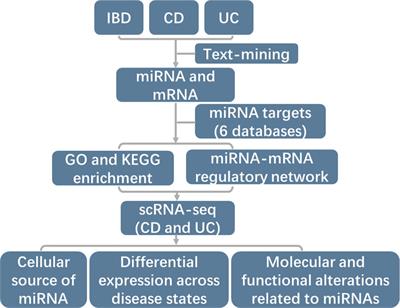 The landscape of miRNA-mRNA regulatory network and cellular sources in inflammatory bowel diseases: insights from text mining and single cell RNA sequencing analysis